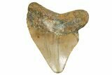 Serrated, Juvenile Megalodon Tooth - North Carolina #361727-1